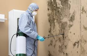 Mold Remediation for Vacation Homes in Caseyville, IL